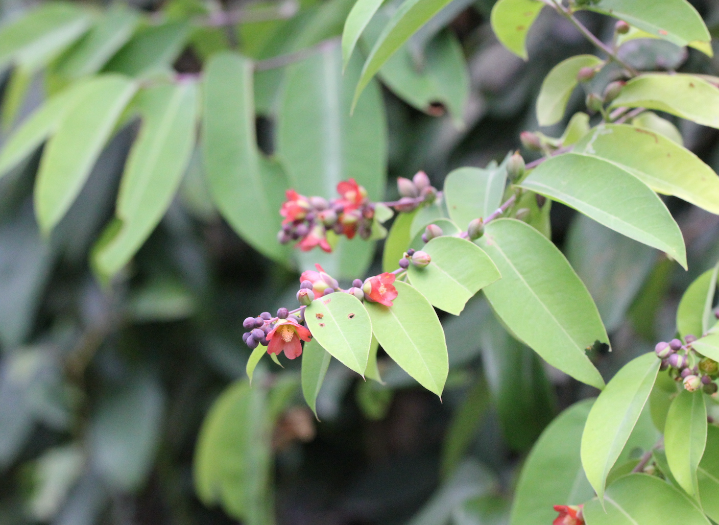 Image of Cratoxylum cochinchinense by no rights reserved