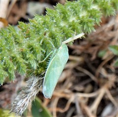 Gyponana angulata