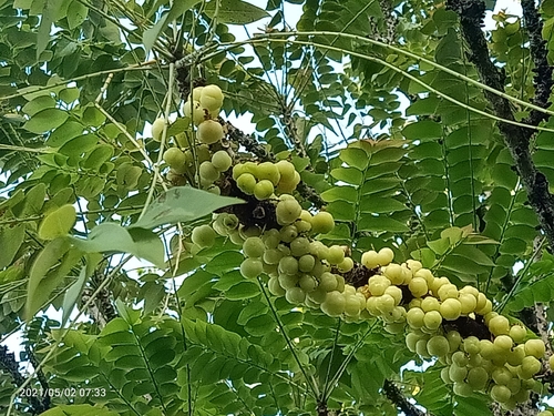 Phyllanthus acidus