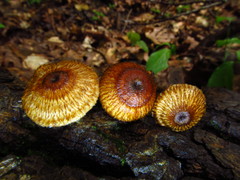 Crinipellis zonata