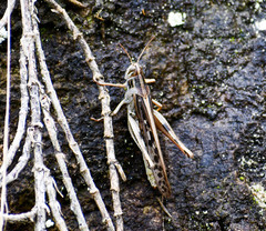 Schistocerca piceifrons