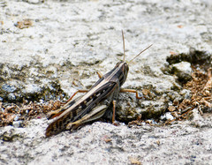 Schistocerca piceifrons