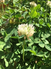 Trifolium repens