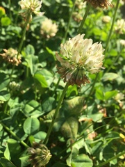 Trifolium repens