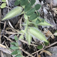 Astragalus tennesseensis