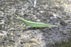 Atractomorpha lata