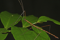 Candovia granulosa