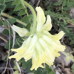 Astragalus tennesseensis