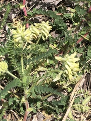 Astragalus tennesseensis