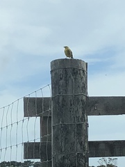 Emberiza citrinella caliginosa