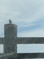 Emberiza citrinella caliginosa