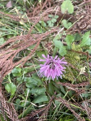 Heloniopsis orientalis