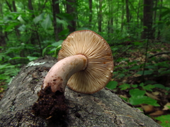 Lactarius quietus incanus