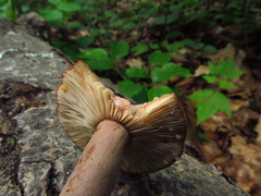 Lactarius quietus incanus