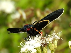 Mysoria affinis