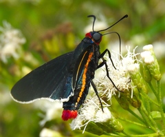 Mysoria affinis