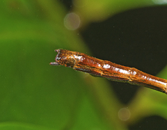 Candovia granulosa