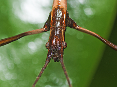Candovia granulosa