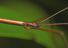 Candovia granulosa