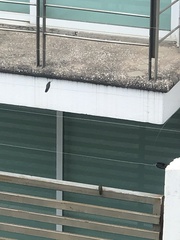 Cynanthus latirostris