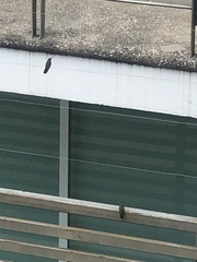 Cynanthus latirostris