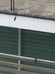 Cynanthus latirostris