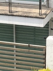 Cynanthus latirostris