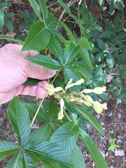 Aesculus pavia flavescens