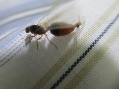 Insecta