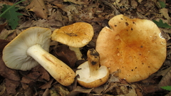Russula ballouii
