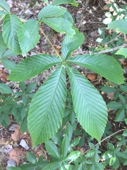 Aesculus pavia flavescens
