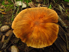 Cortinarius distans