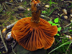 Cortinarius distans