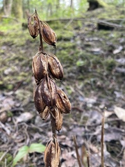 Corallorhiza maculata
