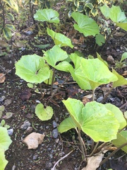 Farfugium japonicum