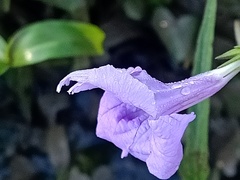 Ruellia