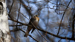 Turdus pilaris