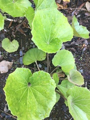 Farfugium japonicum