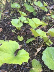 Farfugium japonicum