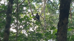 Ateles geoffroyi vellerosus
