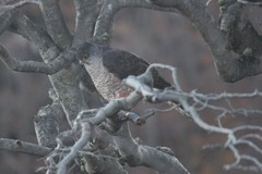 Accipiter chilensis
