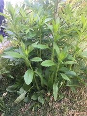 Erigeron