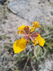 Hesperoxiphion peruvianum