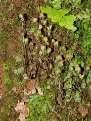 Asterella tenella