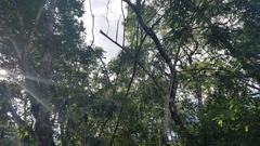 Ateles geoffroyi vellerosus