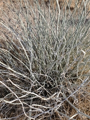 Asclepias subulata