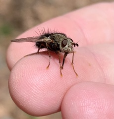 Epalpus