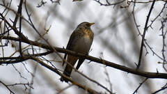 Turdus pilaris