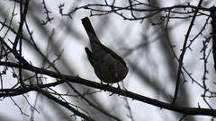 Turdus pilaris