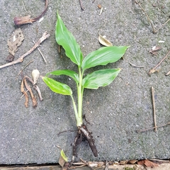 Hedychium gardnerianum